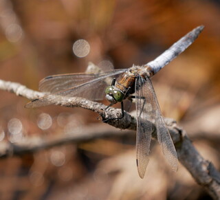 Perched dragonfly