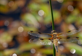 Four-spotted chaser dragonfly