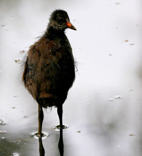 Baby moorhen