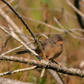 Baby Dartford warbler #1