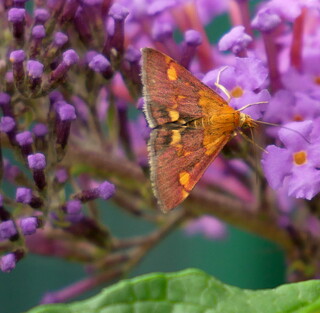 Mint moth