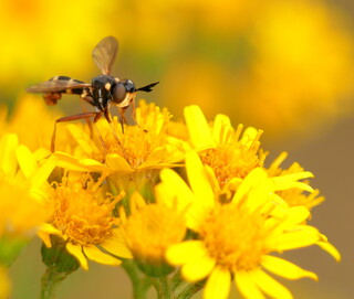 Bee grabber #1