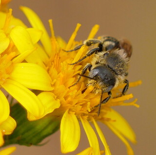 Solitary bee
