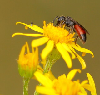 Blood bee
