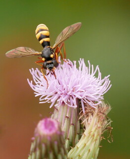 Bee grabber #2