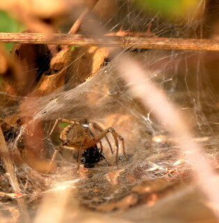 Labyrinth spider busy with dinner