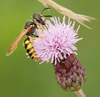 Beewolf