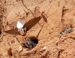 Sand martin tea-time