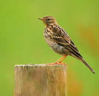 Meadow pipit on a post