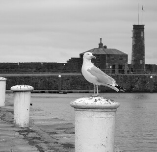 Herring gull