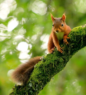 Red squirrel 1