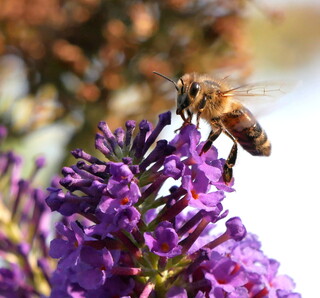 Honey bee