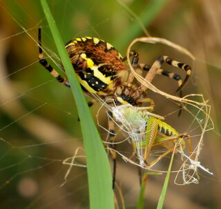 Wasp spider with grasshopper prey