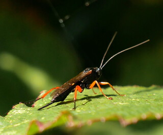 Black slip wasp