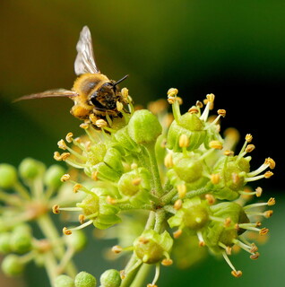 Ivy bee portrait