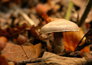 Autumn mushroom #1