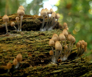 Mushrooms on a log
