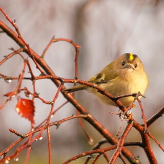 Goldcrest