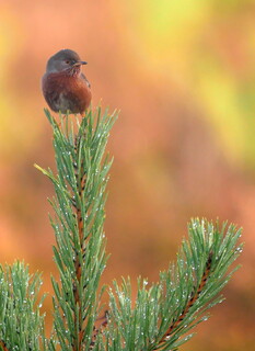Dewy Dartford warbler