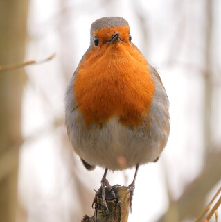 Puffed up robin