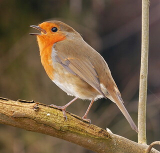 Robin in full song