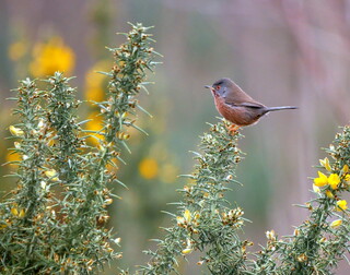 Dartford warbler rediscovering the gorse