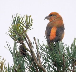 Male crossbill on lookout duty