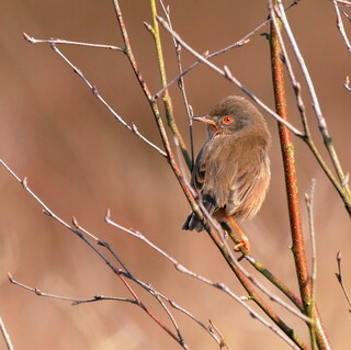 Dartford warbler in birch scrub