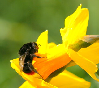 Red-tailed bumblebee on daffodil