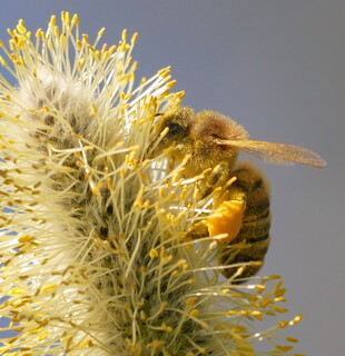 Pollen-covered bee on goat willow #1