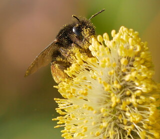 Pollen-covered bee on goat willow #2