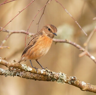 Female stonechat