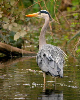 Heron on canal