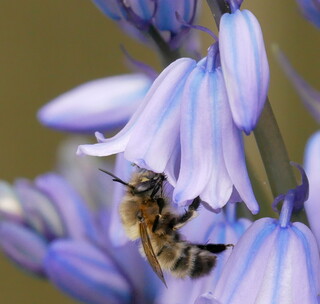 Bee on bluebell