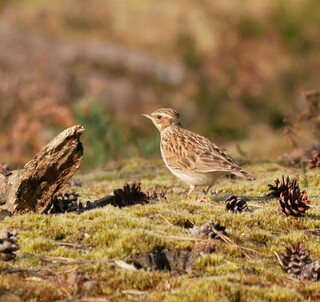 Woodlark