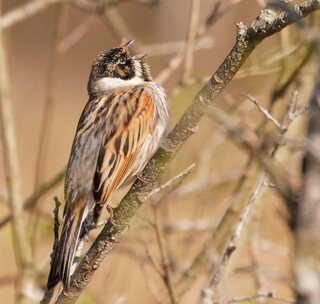 Male reed bunting singing his heart out