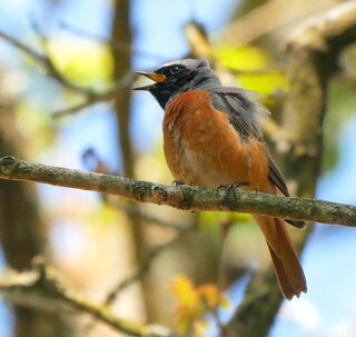 Redstart