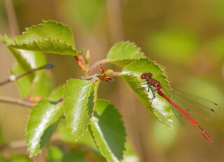 Red damselfly #1