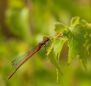 Red damselfly #2