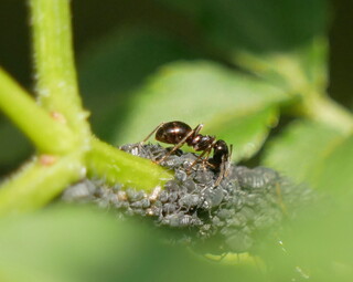 Ant farming aphids