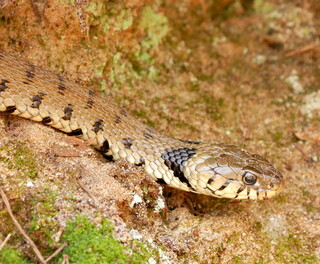Grass snake