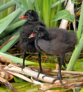 Baby moorhens