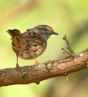 Dunnock