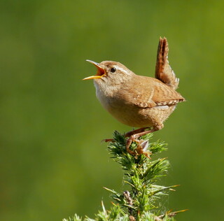 Noisy wren on gorse