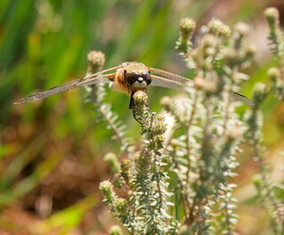 Four-spotted chaser facedown