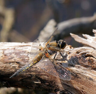 Four-spotted chaser