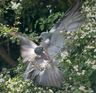 Squabbling woodpigeons