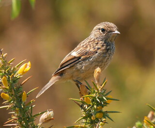 Young stonechat on gorse