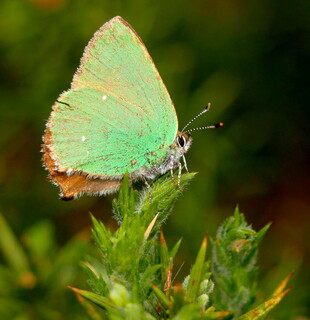 Green hairstreak butterfly #1