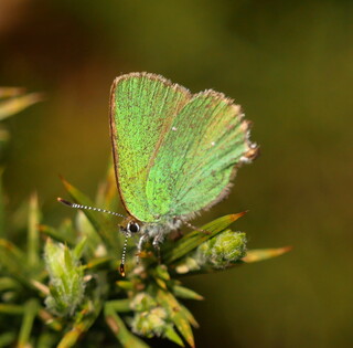 Green hairstreak butterfly #2